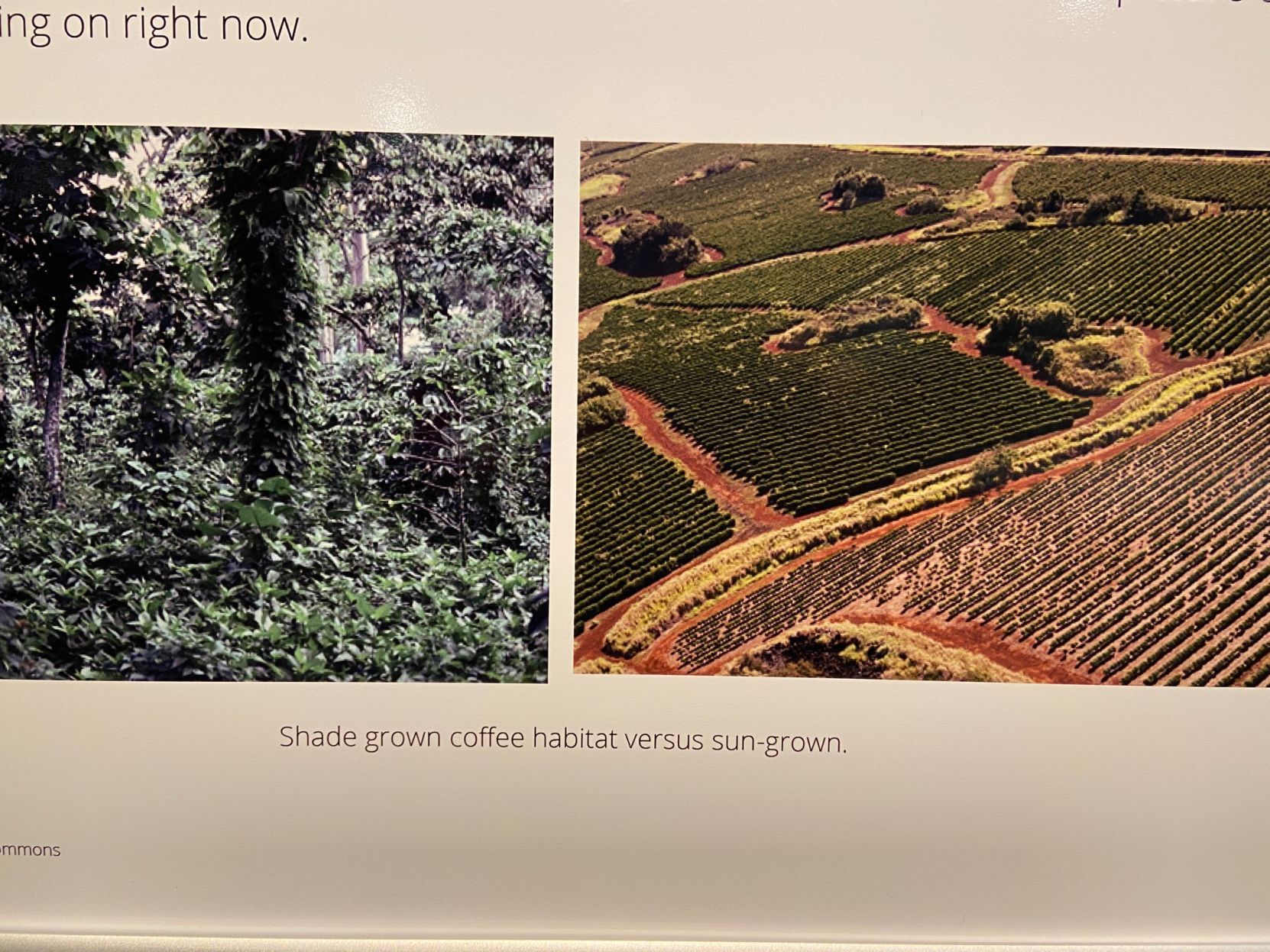 coffee poster
